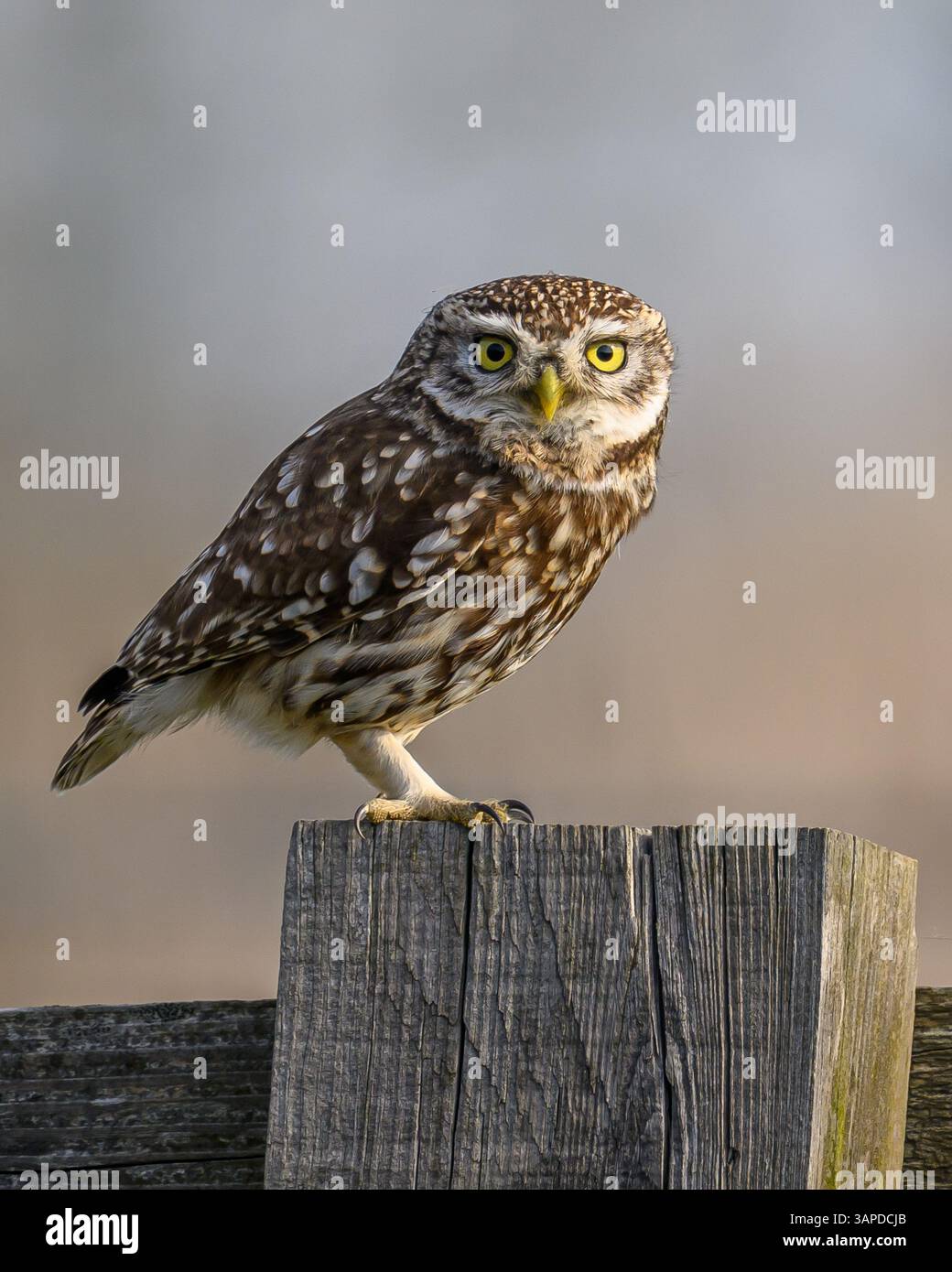 Petit Hibou Banque D'Images