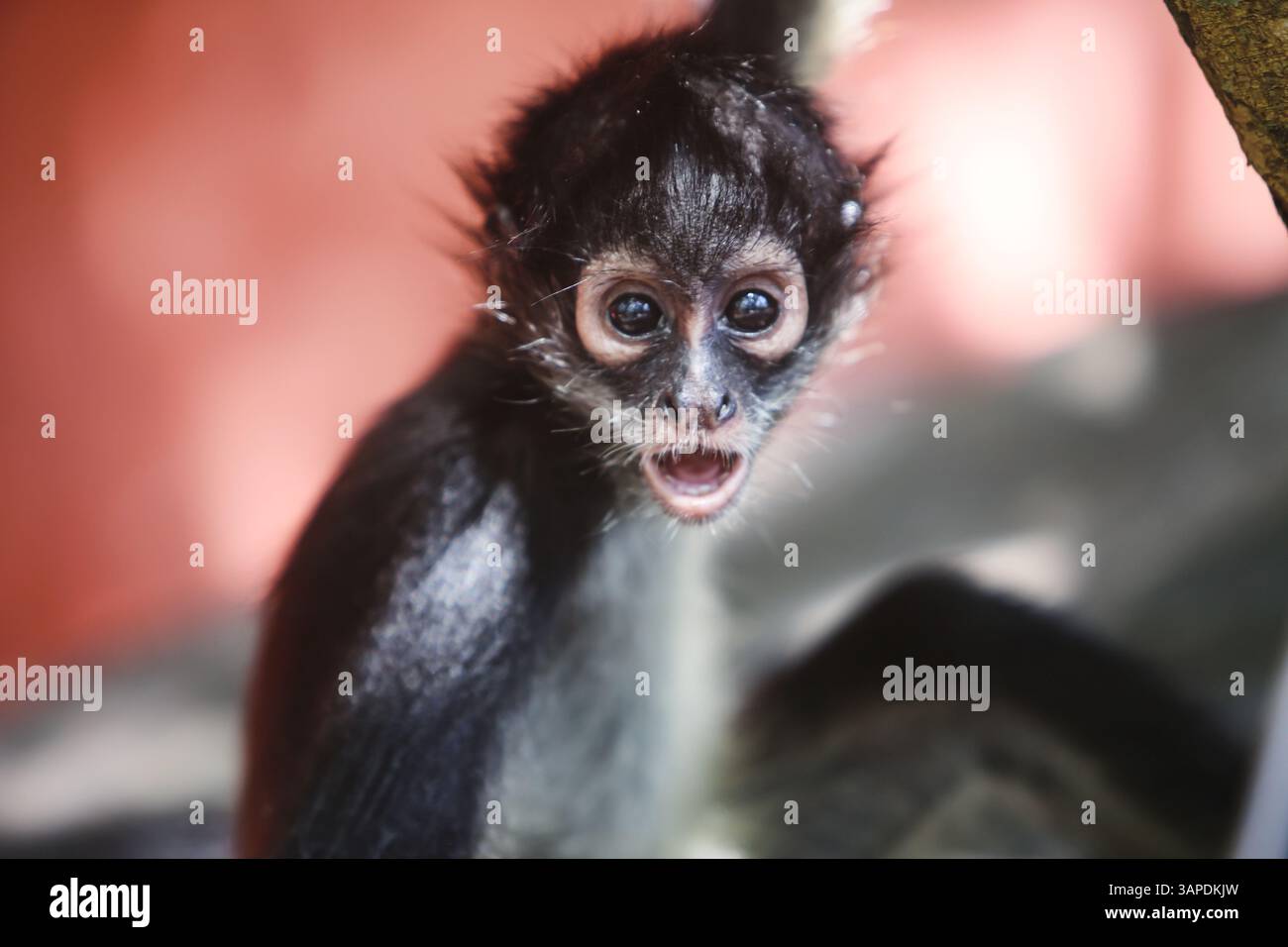 Un drôle bébé singe araignée regarde curieusement avec sa bouche ouverte. Gros plan photo de visage avec fourrure douce. Banque D'Images