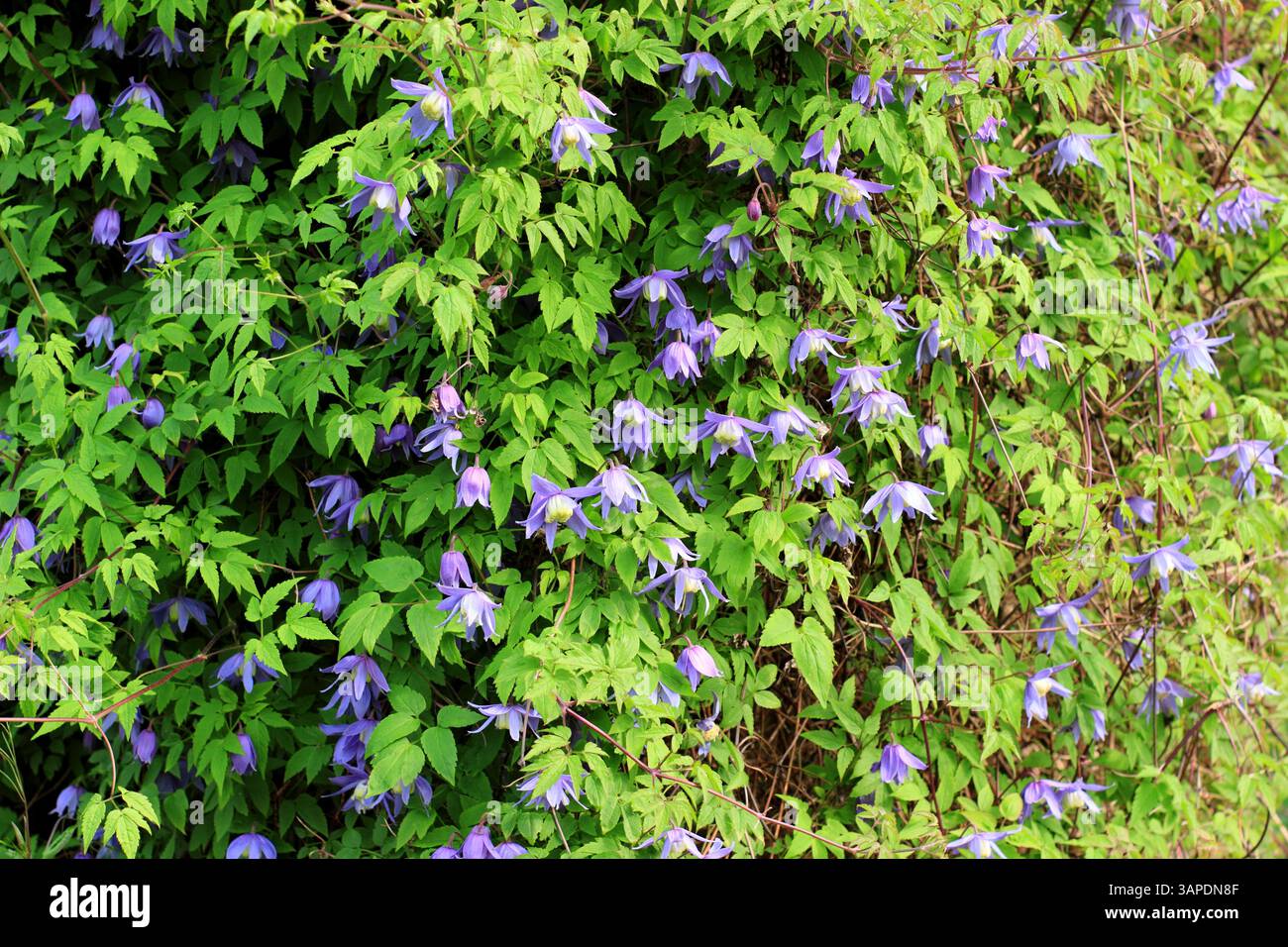Clematis alpina Frances Rivis, une clématite alpine à floraison printanière grimpant sur un cadre de support. ROYAUME-UNI Banque D'Images