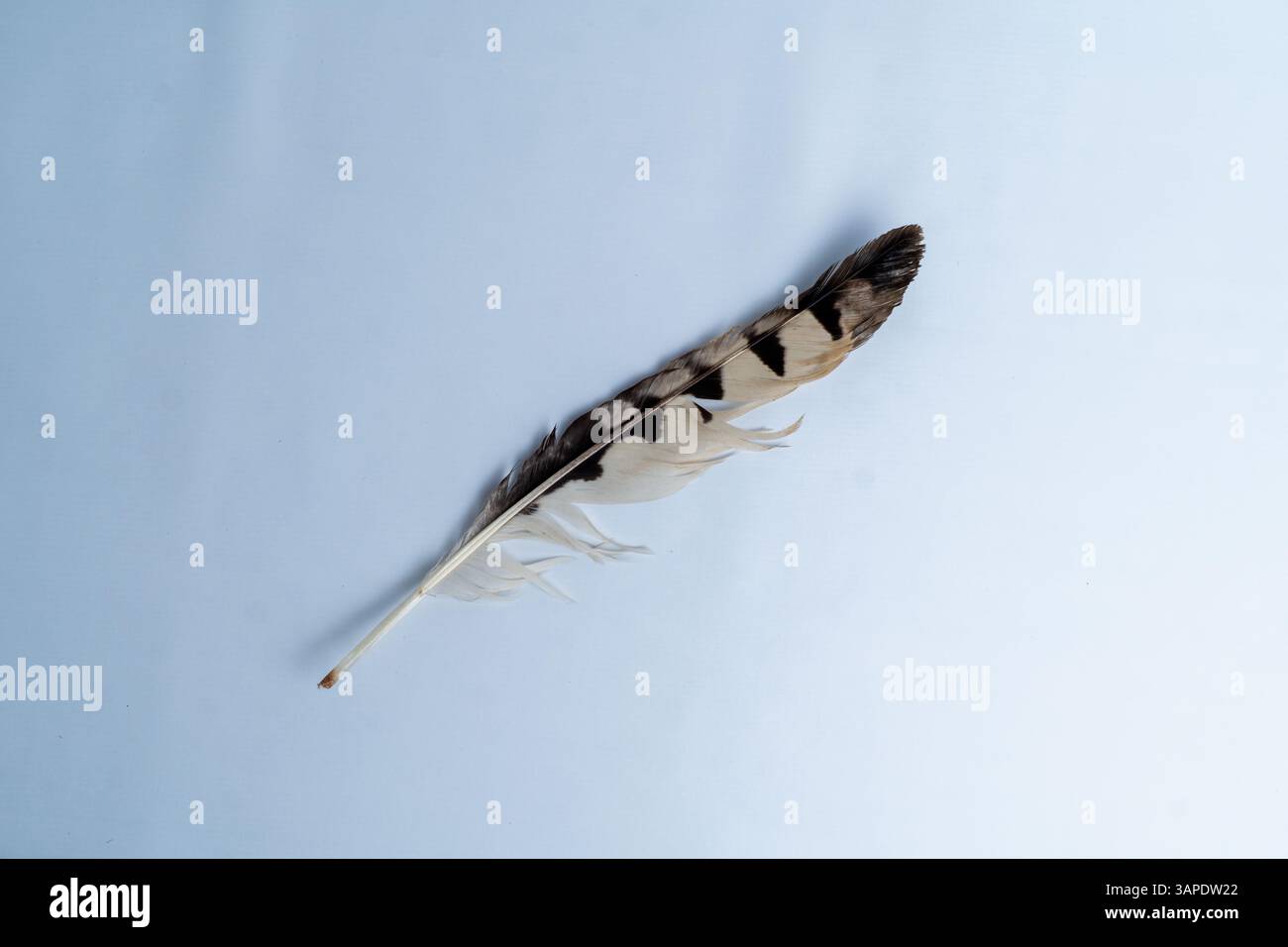 Un gros plan minimaliste d'une plume d'oiseau noir et blanc sur un fond blanc propre. Idéal pour la nature, la texture et les projets créatifs sur le thème de la faune Banque D'Images