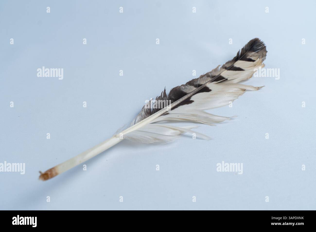 Un gros plan minimaliste d'une plume d'oiseau noir et blanc sur un fond blanc propre. Idéal pour la nature, la texture et les projets créatifs sur le thème de la faune Banque D'Images