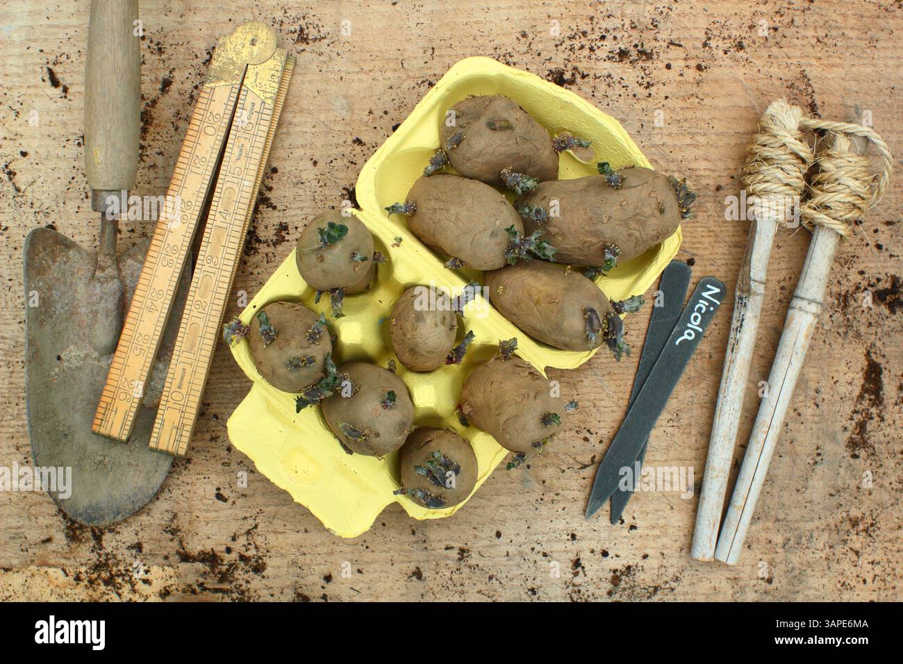 Pommes de terre chotées. Pommes de terre primitives Chitted présentant des pousses saines, prêtes à planter. ROYAUME-UNI Banque D'Images