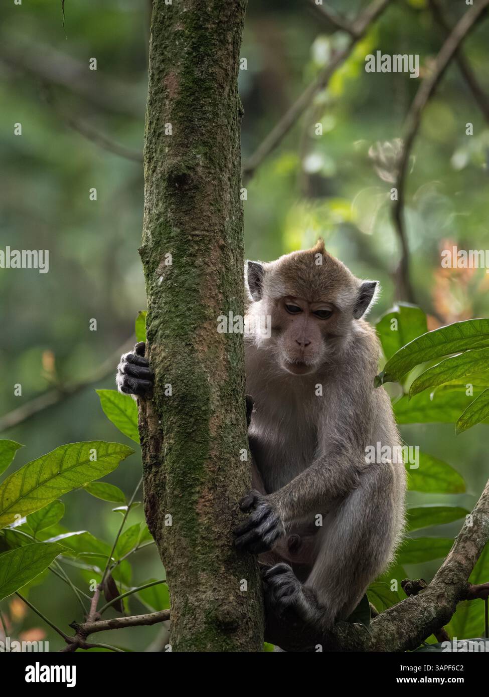 Un macaque à longue queue (Macaca fascicularis), également connu sous le nom de macaque mangeur de crabes ou macaque cynomolgus, observe ses environs dans un fores pluviaux Banque D'Images