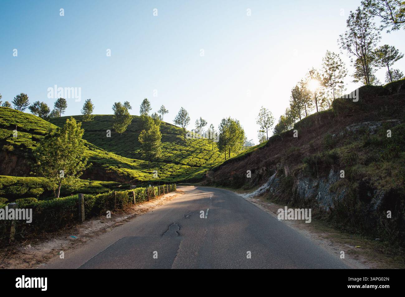 Une route rurale paisible serpente à travers les plantations de thé vert luxuriant à Munnar, en Inde, avec la lumière du soleil matinal filtrant à travers les arbres sur la colline. Banque D'Images