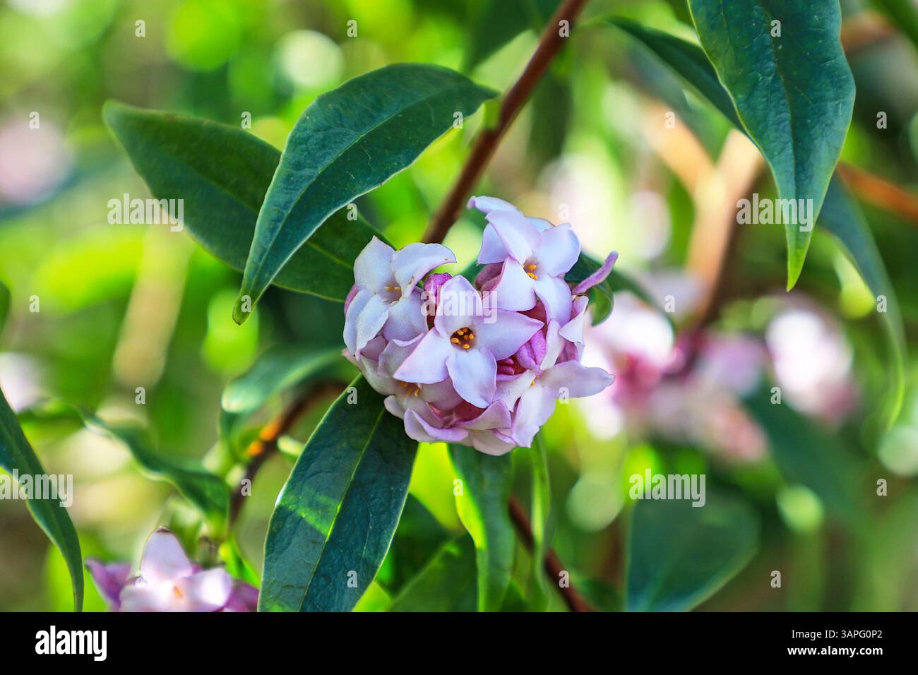 Les fleurs roses de Daphne bholua 'Jacqueline Postill', Angleterre, Royaume-Uni Banque D'Images
