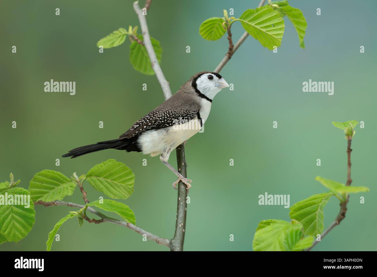 finch à double barreau, Stizoptera bichenovii Banque D'Images