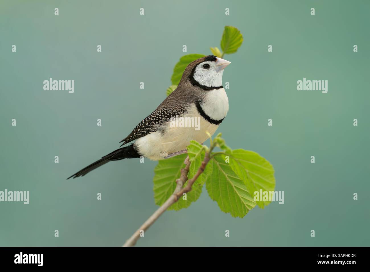 finch à double barreau, Stizoptera bichenovii Banque D'Images