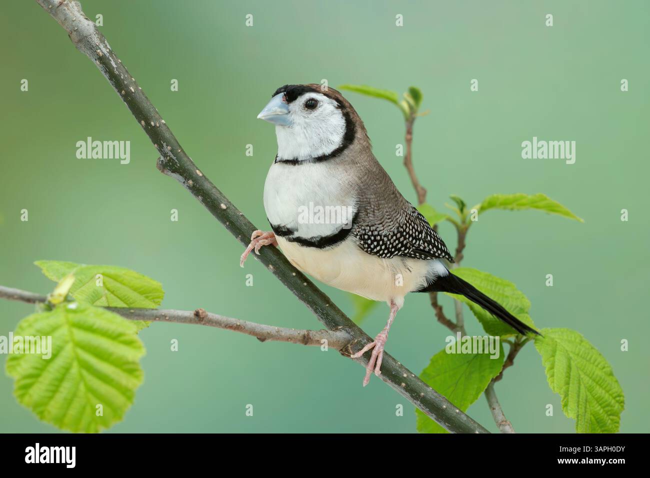 finch à double barreau, Stizoptera bichenovii Banque D'Images