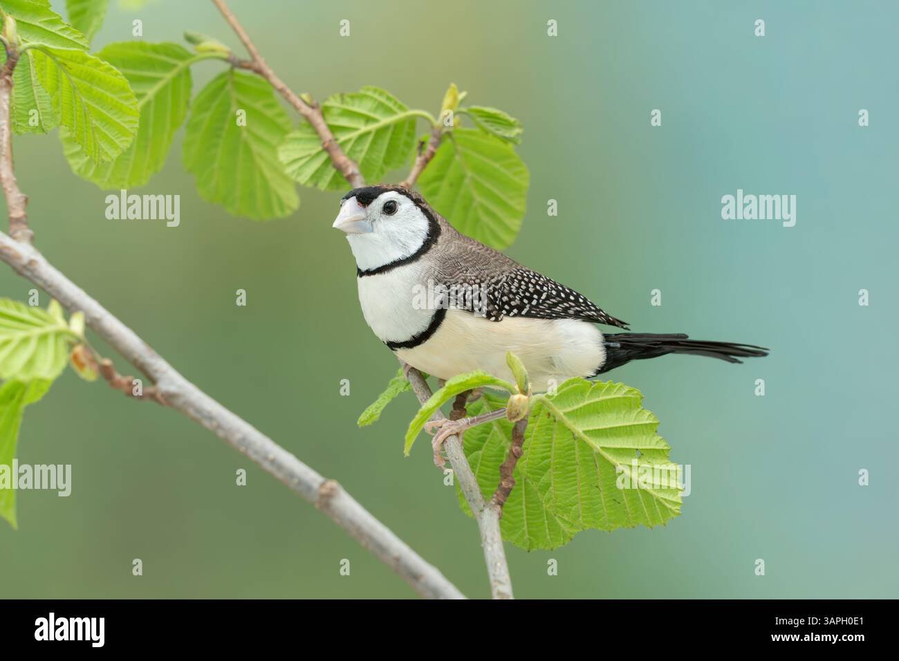 finch à double barreau, Stizoptera bichenovii Banque D'Images