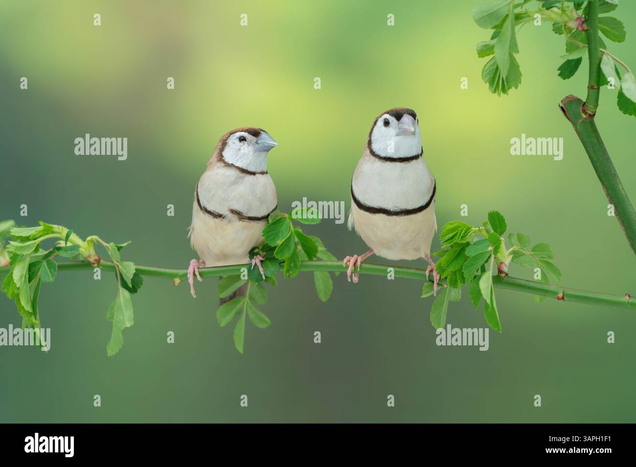 Mutation brune de finch à double barreau, Stizoptera bichenovii Banque D'Images