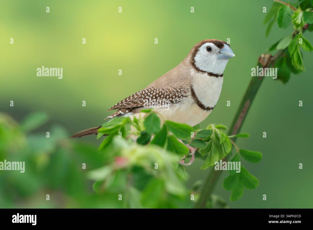 Mutation brune de finch à double barreau, Stizoptera bichenovii Banque D'Images