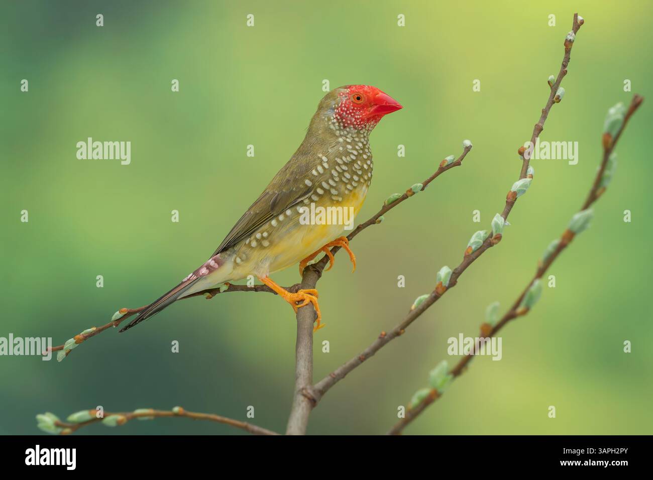 Star finch, Bathilda ruficauda Banque D'Images