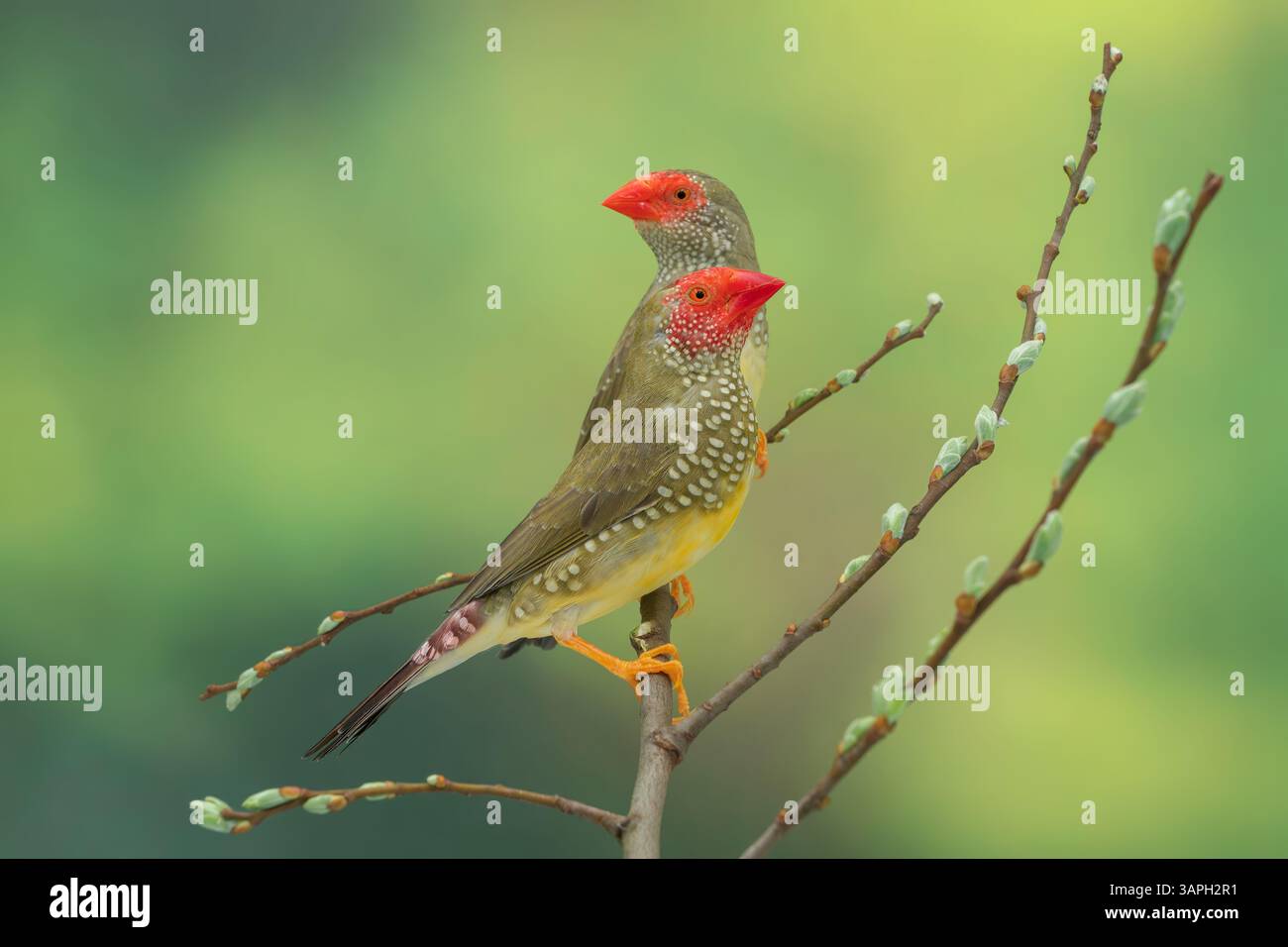 Star finch, Bathilda ruficauda Banque D'Images