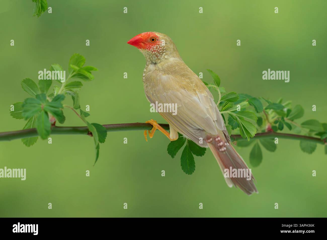 Mutation Star finch, Bathilda ruficauda Banque D'Images