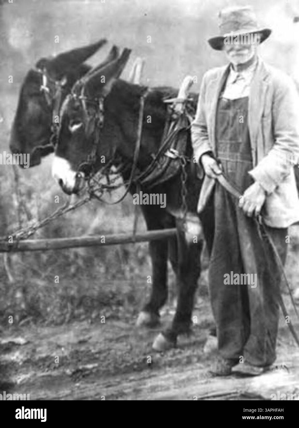 Cette photographie montre MM. Henderson avec une équipe de mules, comme le montre Jack's Diary page 6 de Berea, J.C.C.F.S. L'image fait partie de la collection des bibliothèques de l'Université de l'Oregon, documentant la vie agricole historique et les méthodes de transport. Banque D'Images