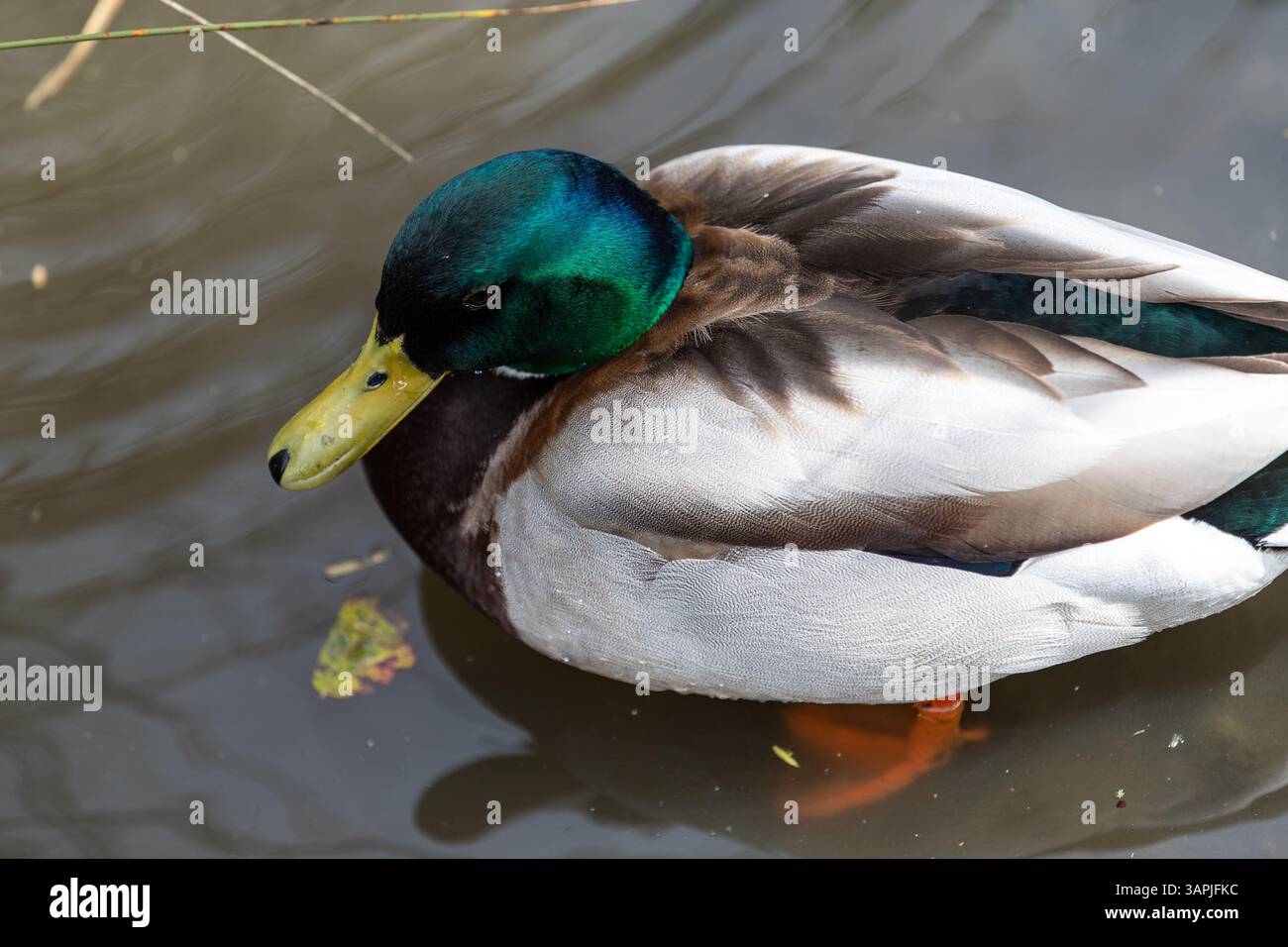 Canard colvert mâle debout dans des eaux peu profondes. En plumage d'élevage complet, sa couleur de tête montre l'iridesence. Banque D'Images