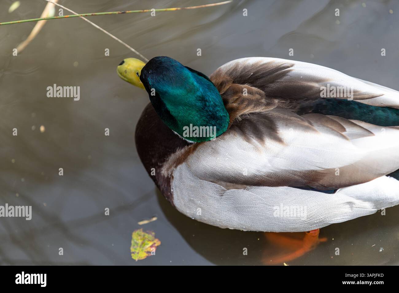Canard colvert mâle debout dans des eaux peu profondes. En plumage d'élevage complet, sa couleur de tête montre l'iridesence. Banque D'Images