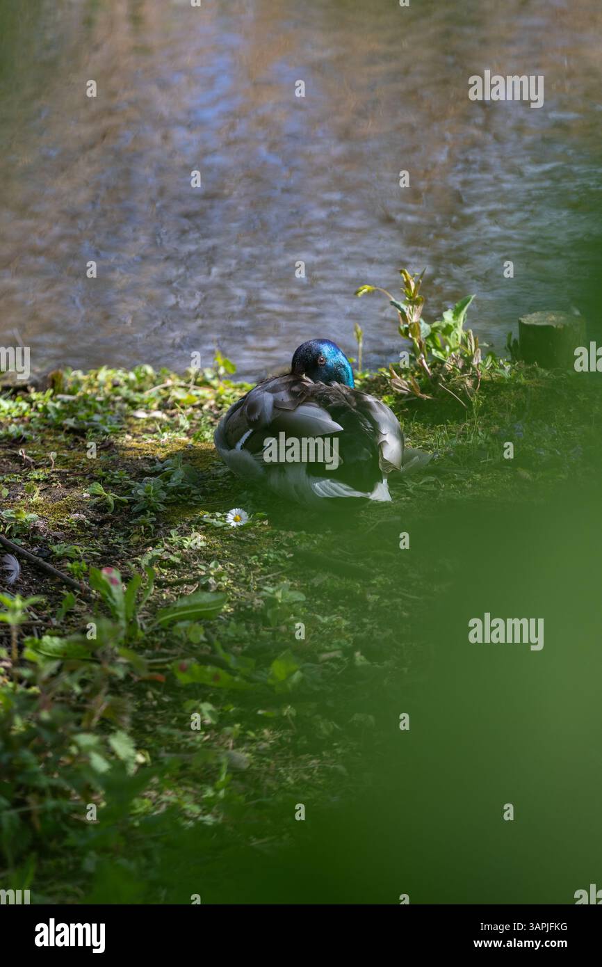 Un canard colvert mâle dormant dans le soleil printanier. Banque D'Images