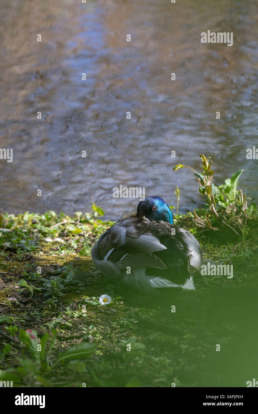 Un canard colvert mâle dormant dans le soleil printanier. Banque D'Images