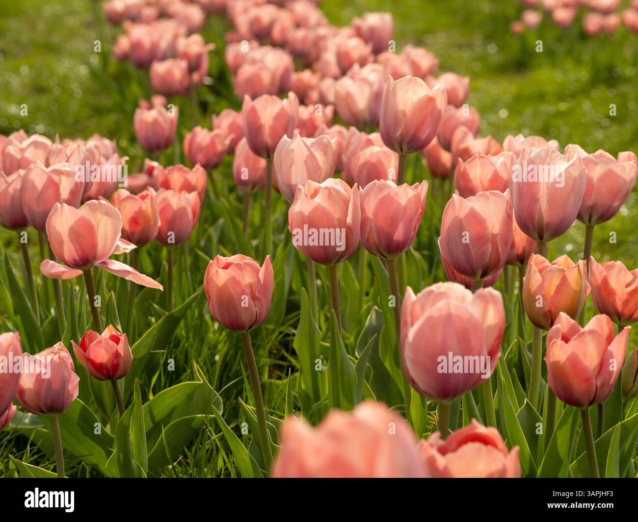 Tulipes rose pâle rétroéclairées par le soleil, poussant dans un champ au Festival des tulipes de Farmer Copley à Pontefract Banque D'Images