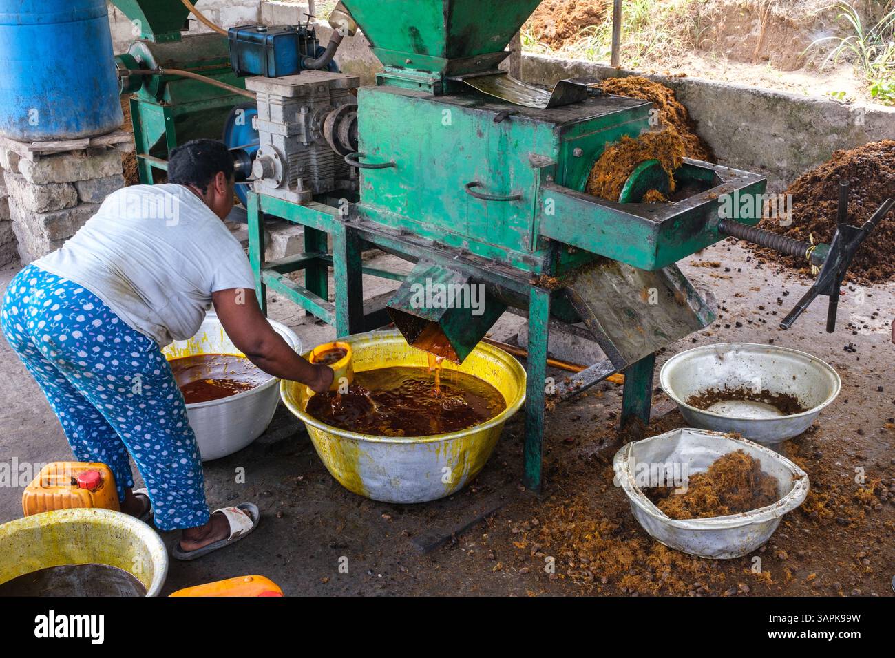Ghana, au nord d'Elmina. Village fabriquant de l'huile de palme. La machine de battage et de pressage extrait l'huile, sépare la menue paille. Banque D'Images