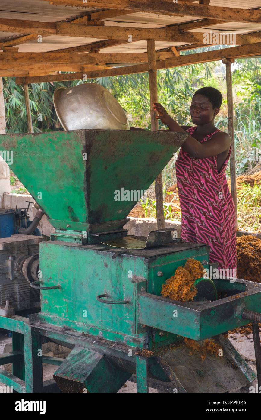 Ghana, au nord d'Elmina. Faire de l'huile de palme. Verser les fruits bouillis dans la machine à battre pour produire de l'huile, plus la paille en bas à droite. Banque D'Images