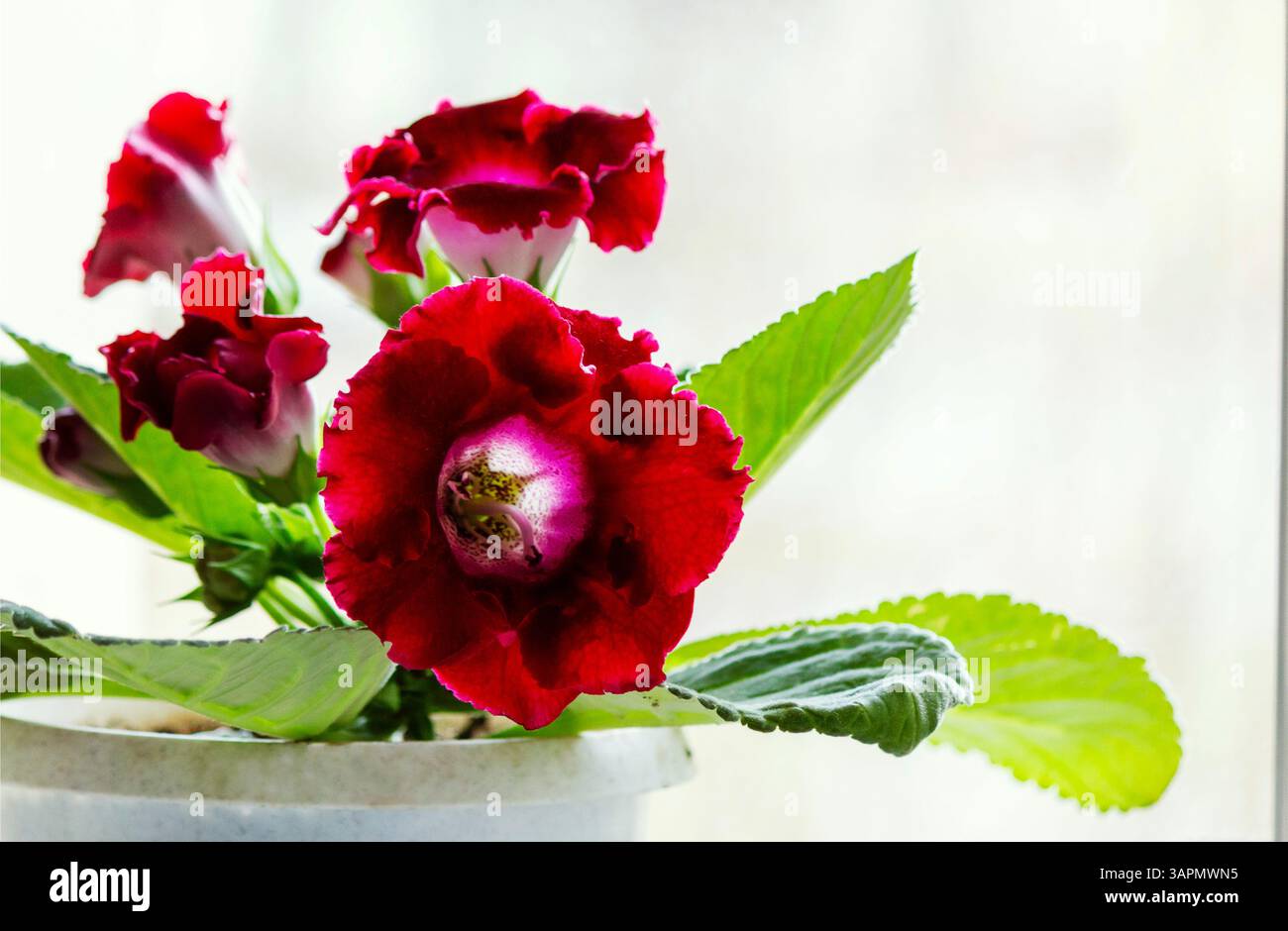 Gros plan de fleurs de gloxinia rouge vif avec des pétales veloutés et un cou moucheté blanc sur un fond blanc Banque D'Images