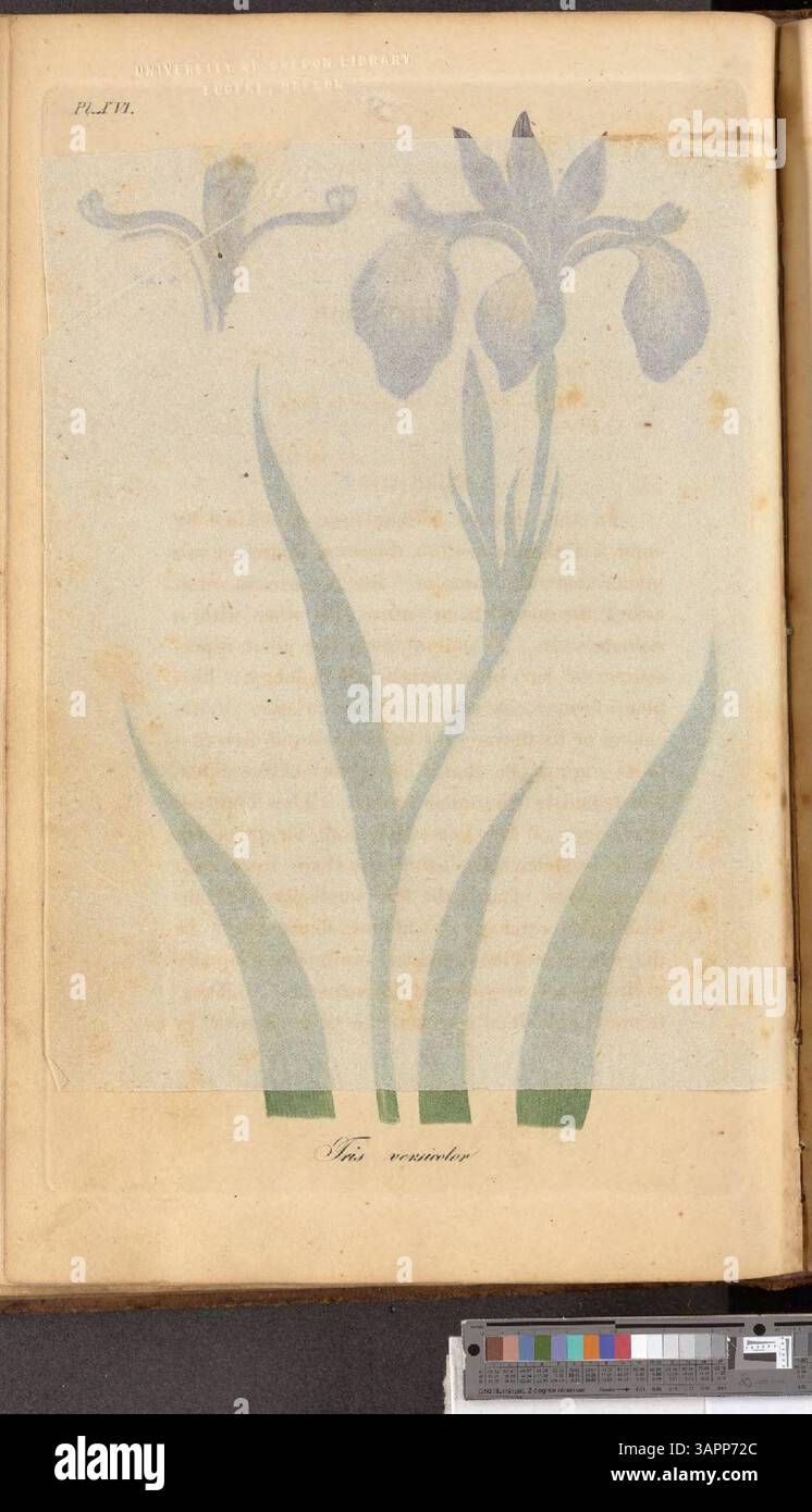 Ce volume explore les plantes médicinales indigènes des États-Unis, en mettant l'accent sur leur application dans les soins de santé modernes et la guérison traditionnelle. Il fournit des informations détaillées sur les propriétés des plantes, leur classification et leur importance historique dans la médecine autochtone et moderne. Banque D'Images