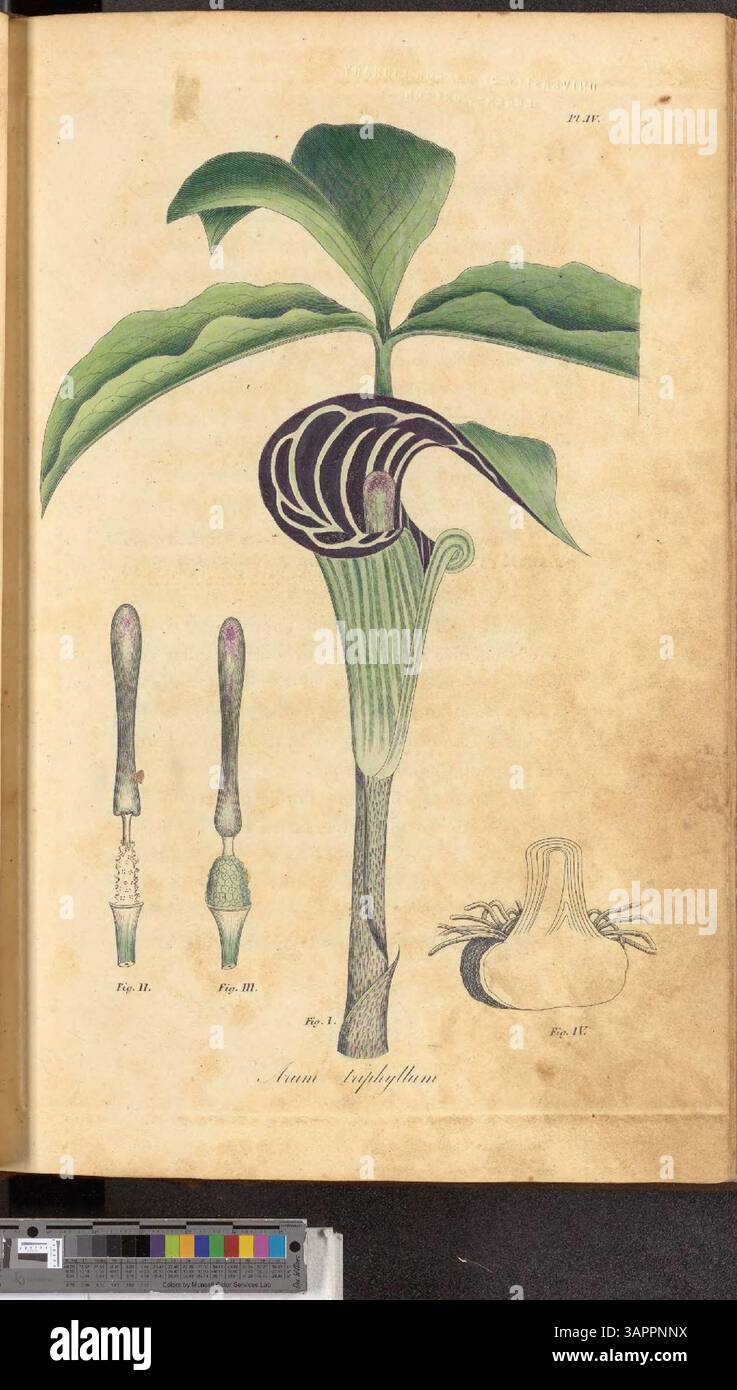 Cette collection botanique historique, « American Medical Botany », documente les plantes indigènes utilisées à des fins médicinales aux États-Unis et fait partie des archives des bibliothèques de l'Université de l'Oregon, offrant un aperçu des premières pratiques de santé américaines. Banque D'Images