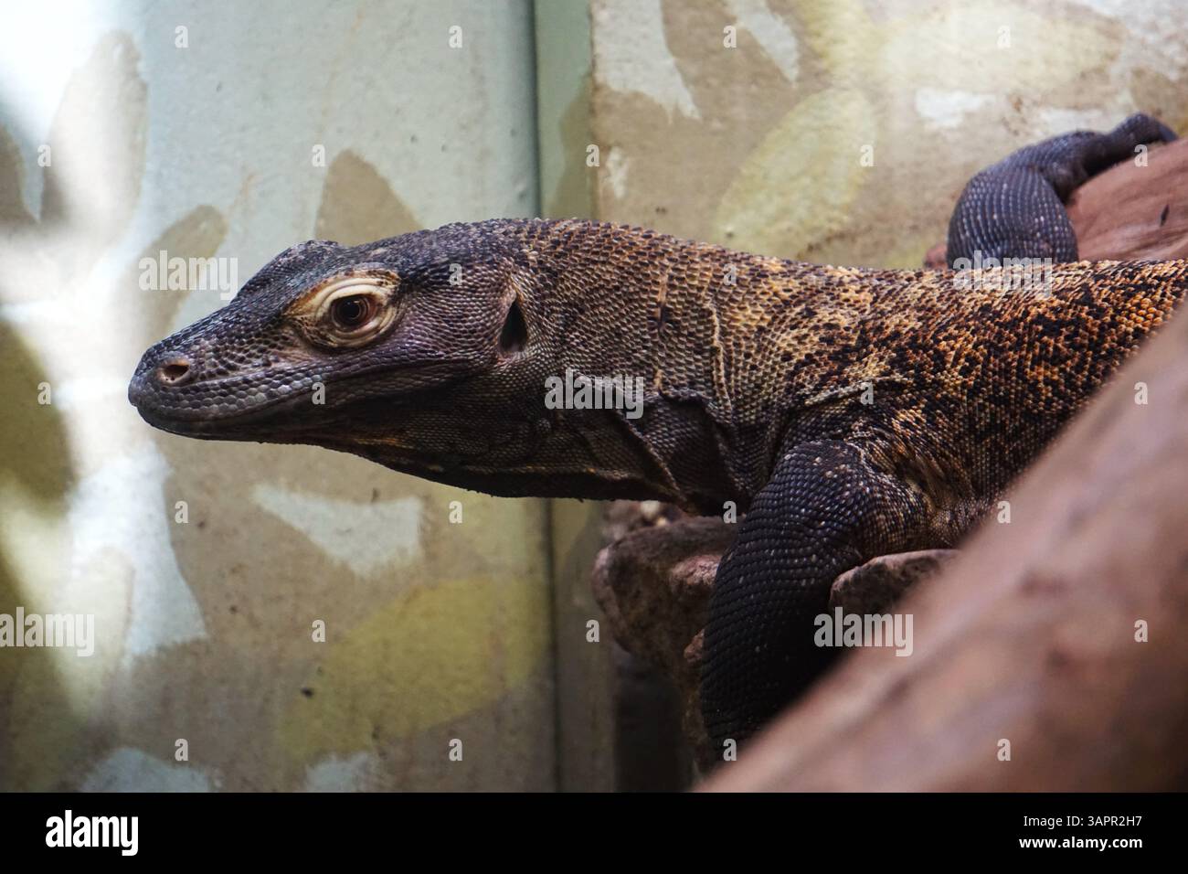 Gros plan portrait de la tête d'un grand dragon de Komodo, un lézard exotique et venimeux de l'île de Komodo, en Indonésie, suspendu à un rocher et chassant Banque D'Images