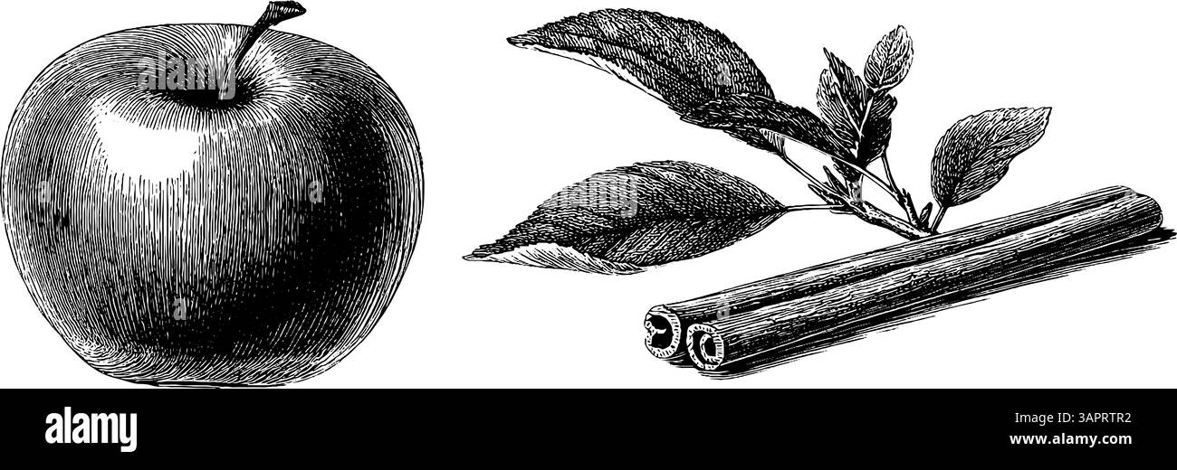 Illustration botanique gravée de gland et feuille de chêne pour des projets de conception de la nature. Illustration de Vecteur