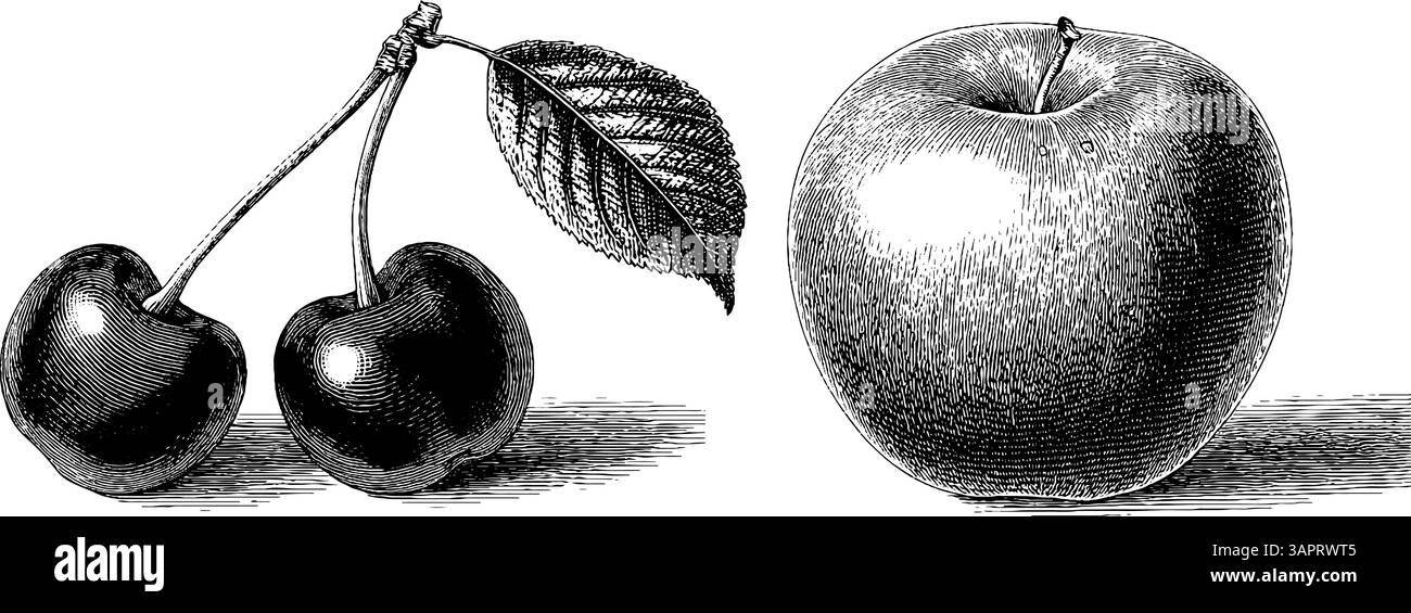 Illustration de fruits vintage gravés avec cerise et pomme pour les projets de conception. Illustration de Vecteur