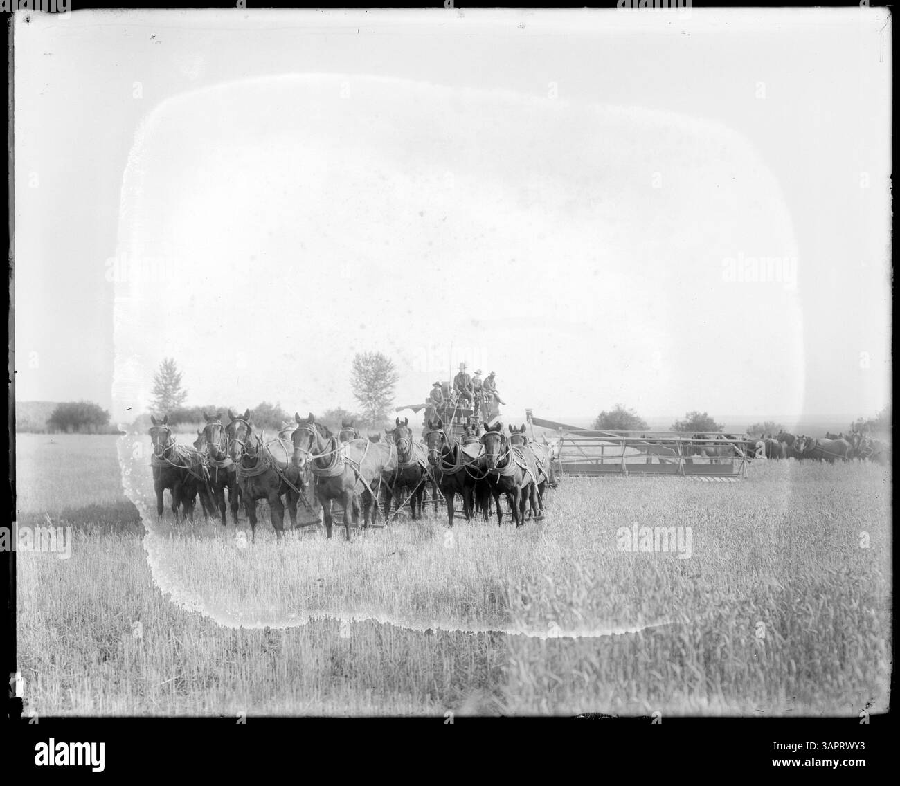 Photographie de Lee Moorhouse d'une moissonneuse-batteuse tirée par un cheval vue de face, avec une tache chimique. L'image met en valeur les machines agricoles de l'époque. Banque D'Images