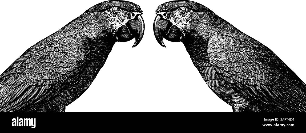 Ensemble gravé vintage avec hibou, bougie et livre pour un design classique. Illustration de Vecteur