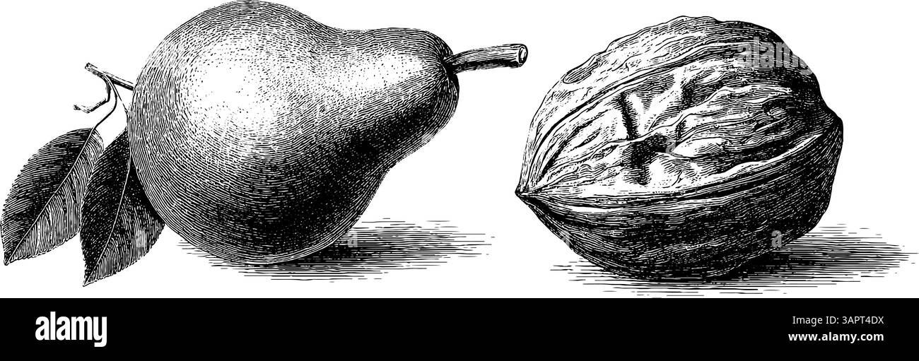 Fruit art gravé : pêche vintage et prune illustration pour la conception. Illustration de Vecteur