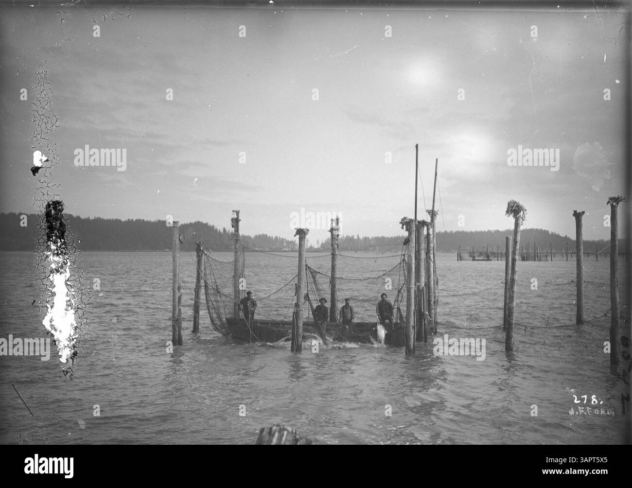 La photographie montre des hommes utilisant un bateau pour ramasser le saumon dans un piège à poissons dans le fleuve Columbia. Le piège, fait de poteaux en bois et de filets, est vu avec des poissons tirés dans le bateau. La rive est bordée d'arbres. Banque D'Images