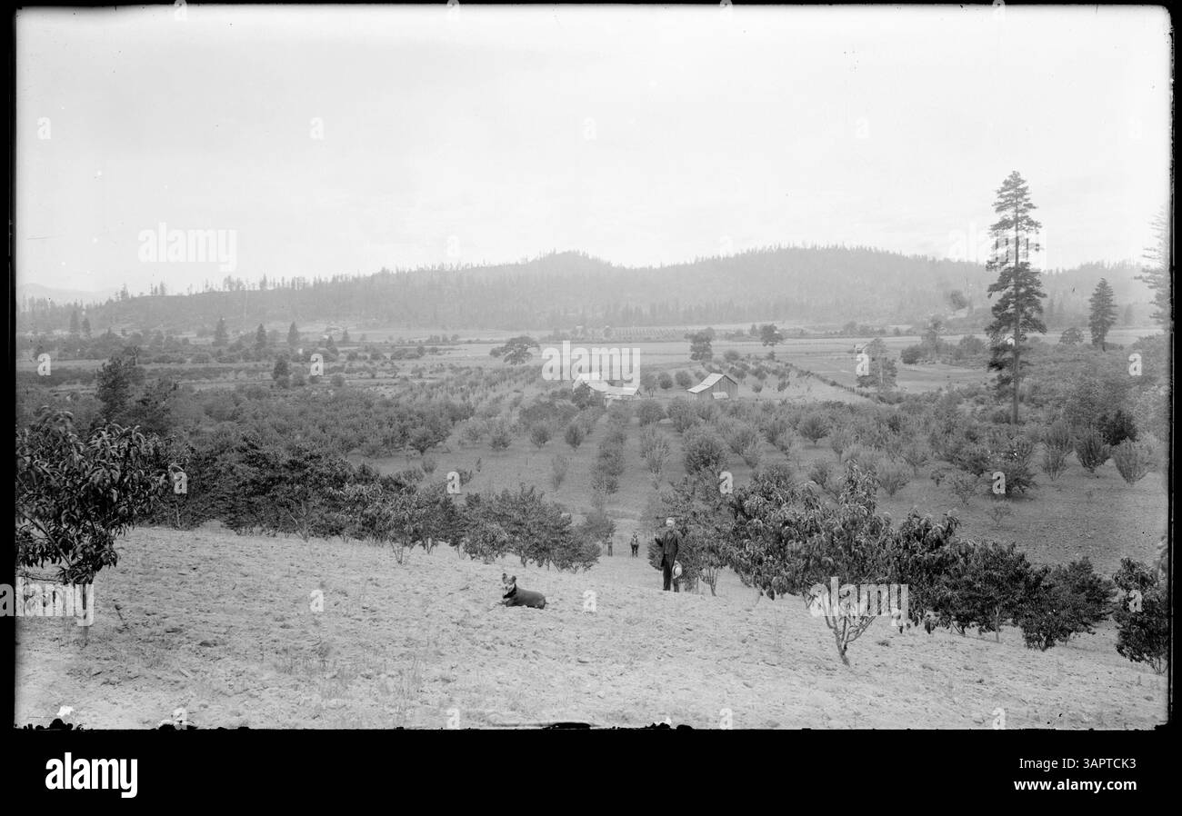 Photographie d'un verger près de Pendleton, Oregon, montrant l'activité agricole dans la région. Banque D'Images Photographie d'un verger près de Pendleton, Oregon, montrant l'activité agricole dans la région. Banque D'Images