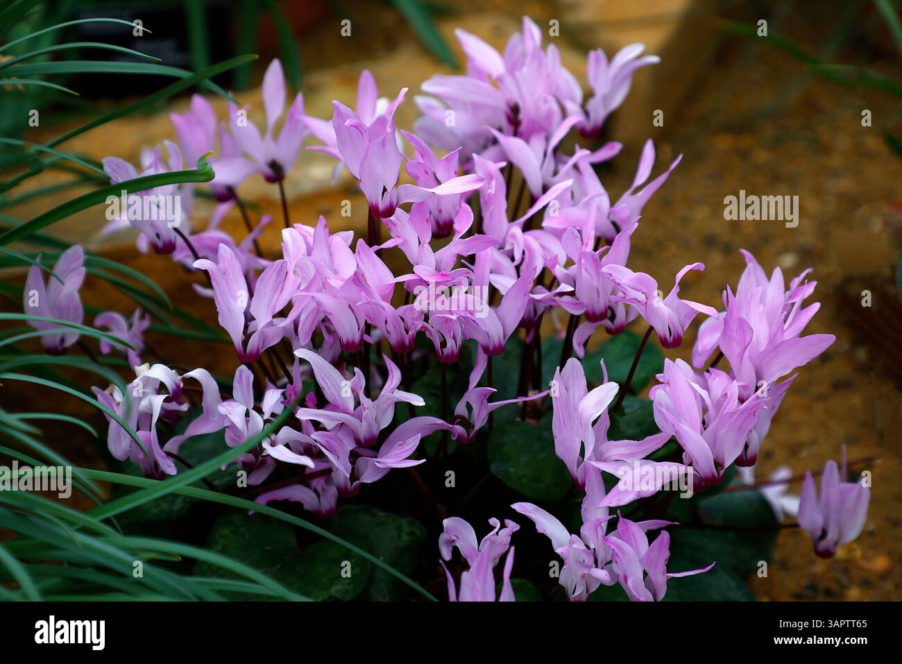 Gros plan sur les fleurs violettes de la plante de rocaille cyclamen persicum. Banque D'Images