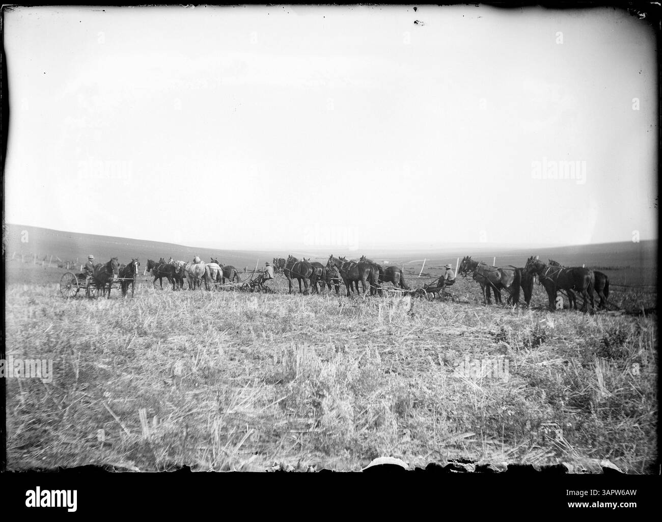 Cette photographie des bibliothèques de l'Université de l'Oregon montre deux charrues sulky de six chevaux en opération. Banque D'Images