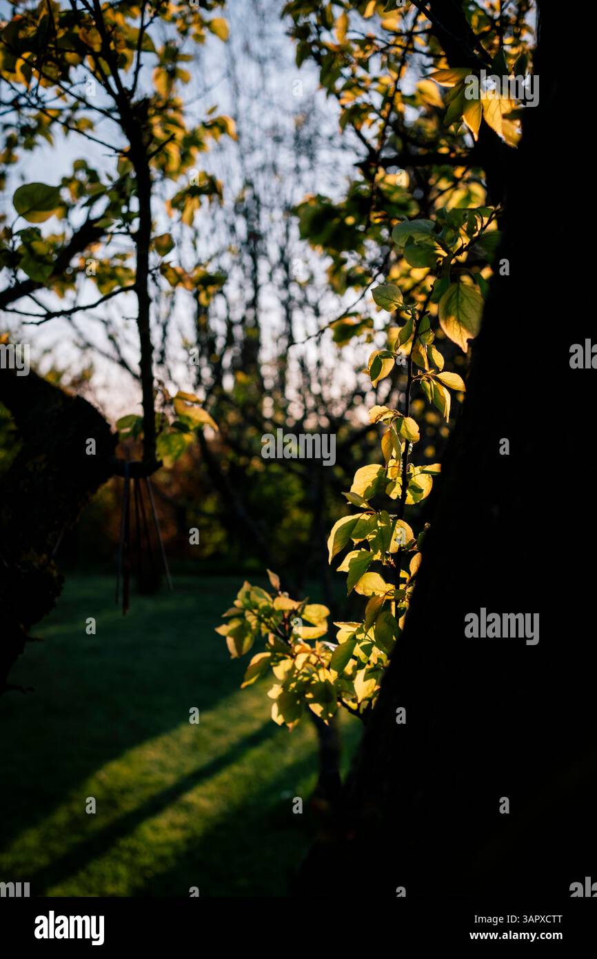 Branches et feuilles d'un arbre projetant de longues ombres sur un champ herbeux au coucher du soleil Banque D'Images