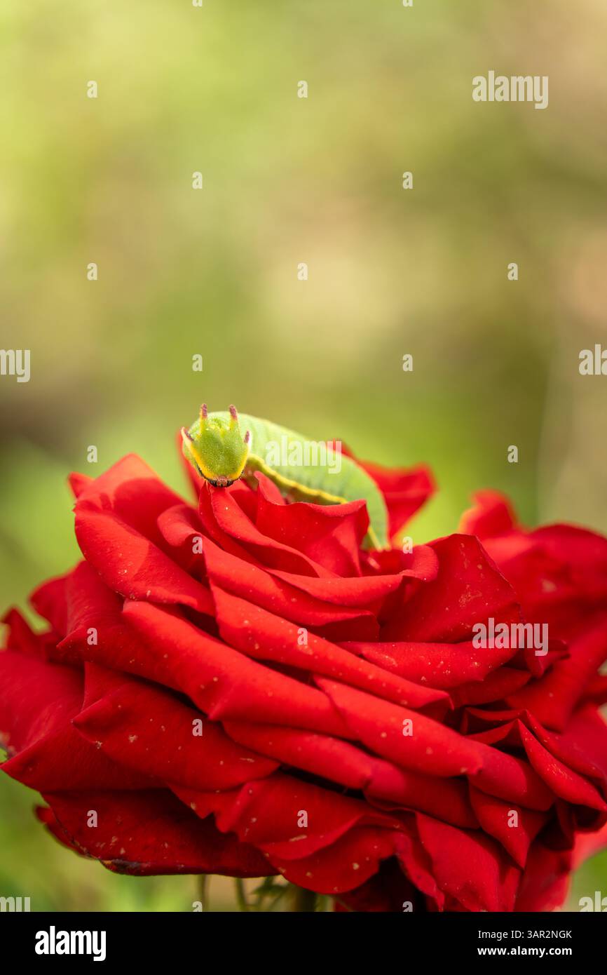 Une chenille verte éclatante reposant sur les pétales rouges doux d'une rose, se mélangeant naturellement à la fleur dans un gros plan macro. Banque D'Images Une chenille verte éclatante reposant sur les pétales rouges doux d'une rose, se mélangeant naturellement à la fleur dans un gros plan macro. Banque D'Images