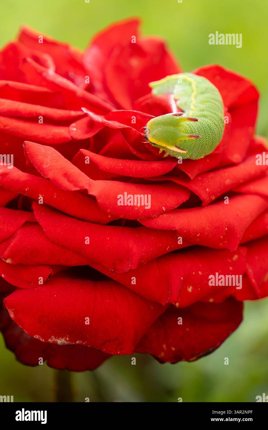 Une chenille verte éclatante reposant sur les pétales rouges doux d'une rose, se mélangeant naturellement à la fleur dans un gros plan macro. Banque D'Images Une chenille verte éclatante reposant sur les pétales rouges doux d'une rose, se mélangeant naturellement à la fleur dans un gros plan macro. Banque D'Images