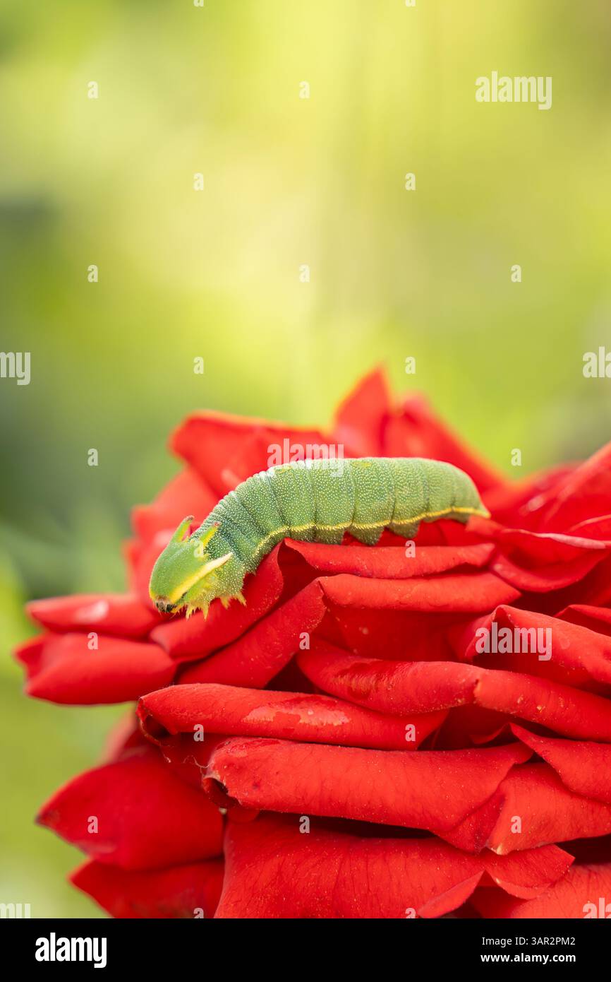 Une chenille verte éclatante reposant sur les pétales rouges doux d'une rose, se mélangeant naturellement à la fleur dans un gros plan macro. Banque D'Images Une chenille verte éclatante reposant sur les pétales rouges doux d'une rose, se mélangeant naturellement à la fleur dans un gros plan macro. Banque D'Images