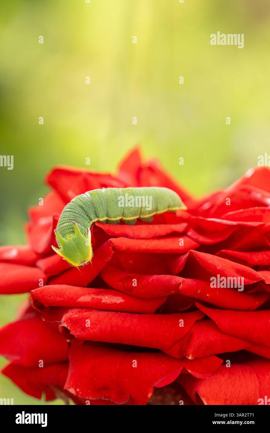 Une chenille verte éclatante reposant sur les pétales rouges doux d'une rose, se mélangeant naturellement à la fleur dans un gros plan macro. Banque D'Images Une chenille verte éclatante reposant sur les pétales rouges doux d'une rose, se mélangeant naturellement à la fleur dans un gros plan macro. Banque D'Images