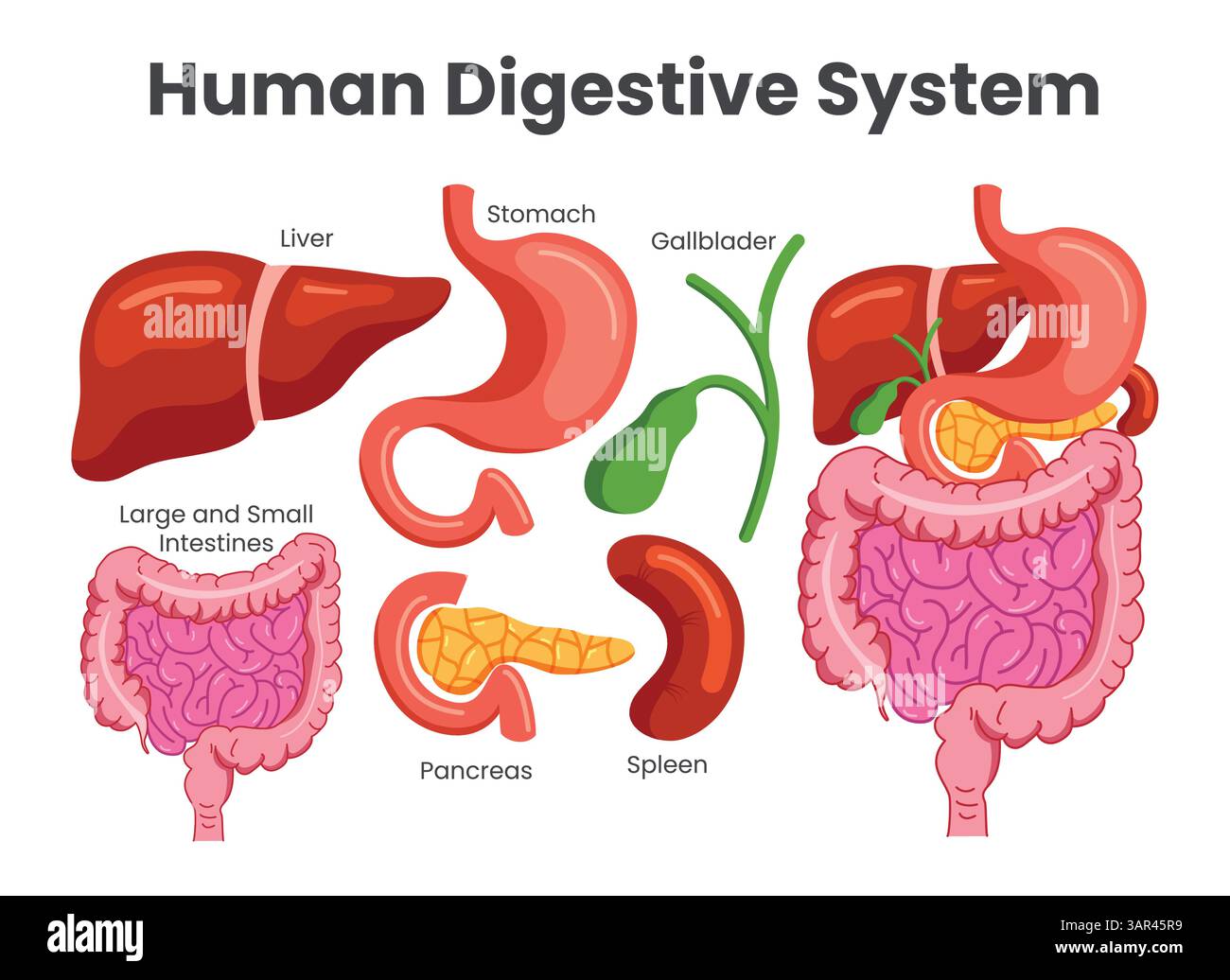 Jeu de cliparts graphiques du système digestif humain. Organe du corps du système digestif dessin détaillé clip art comme le foie, l'estomac, l'intestin, le pancréas et la rate Illustration de Vecteur