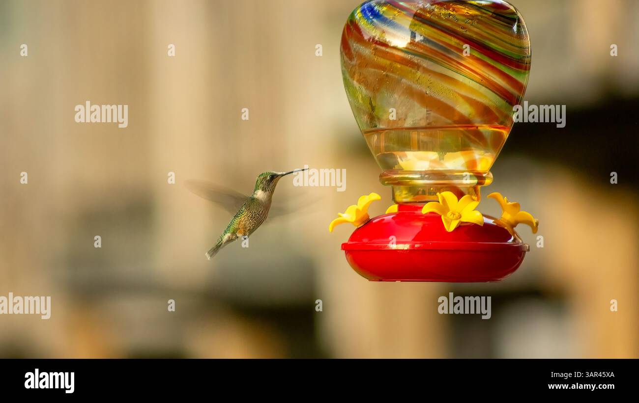 Un colibri plane en plein air près d'une mangeoire de nectar en verre coloré, capturé en mouvement avec un fond doux et une lumière naturelle chaude. Banque D'Images