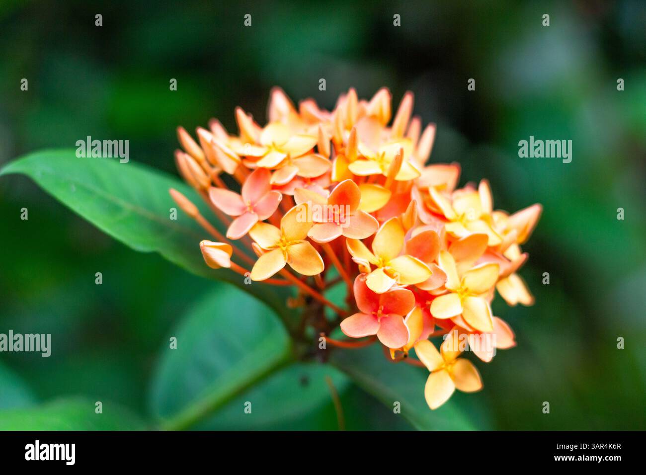 Un Ixora jaune-orange vibrant, localement connu sous le nom de fleur de santan, en pleine floraison communément vu dans les jardins tropicaux à travers les Philippines Banque D'Images Un Ixora jaune-orange vibrant, localement connu sous le nom de fleur de santan, en pleine floraison communément vu dans les jardins tropicaux à travers les Philippines Banque D'Images