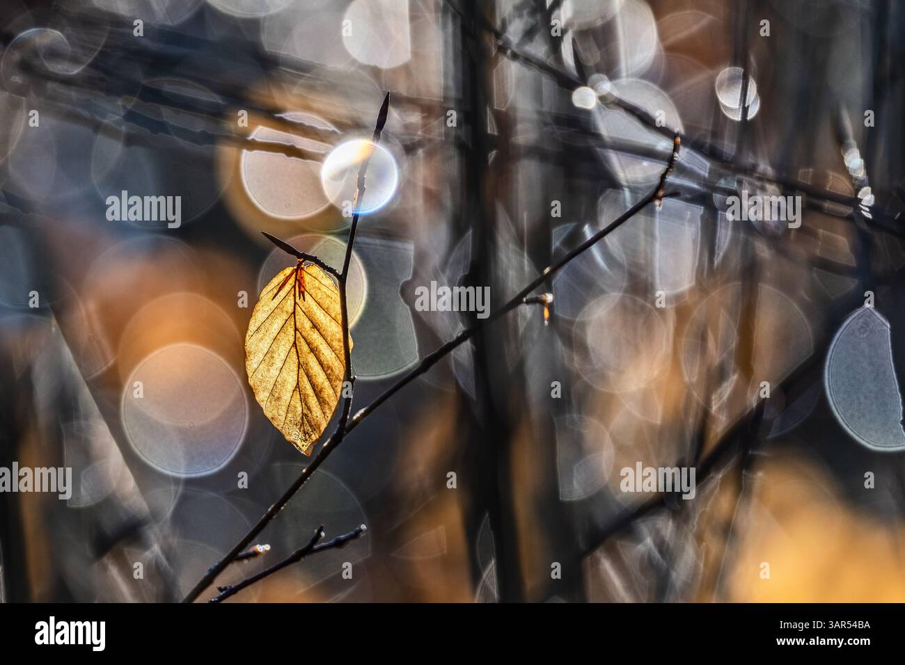 Une seule feuille d'automne sur une branche avec un fond bokeh aux couleurs chaudes Banque D'Images