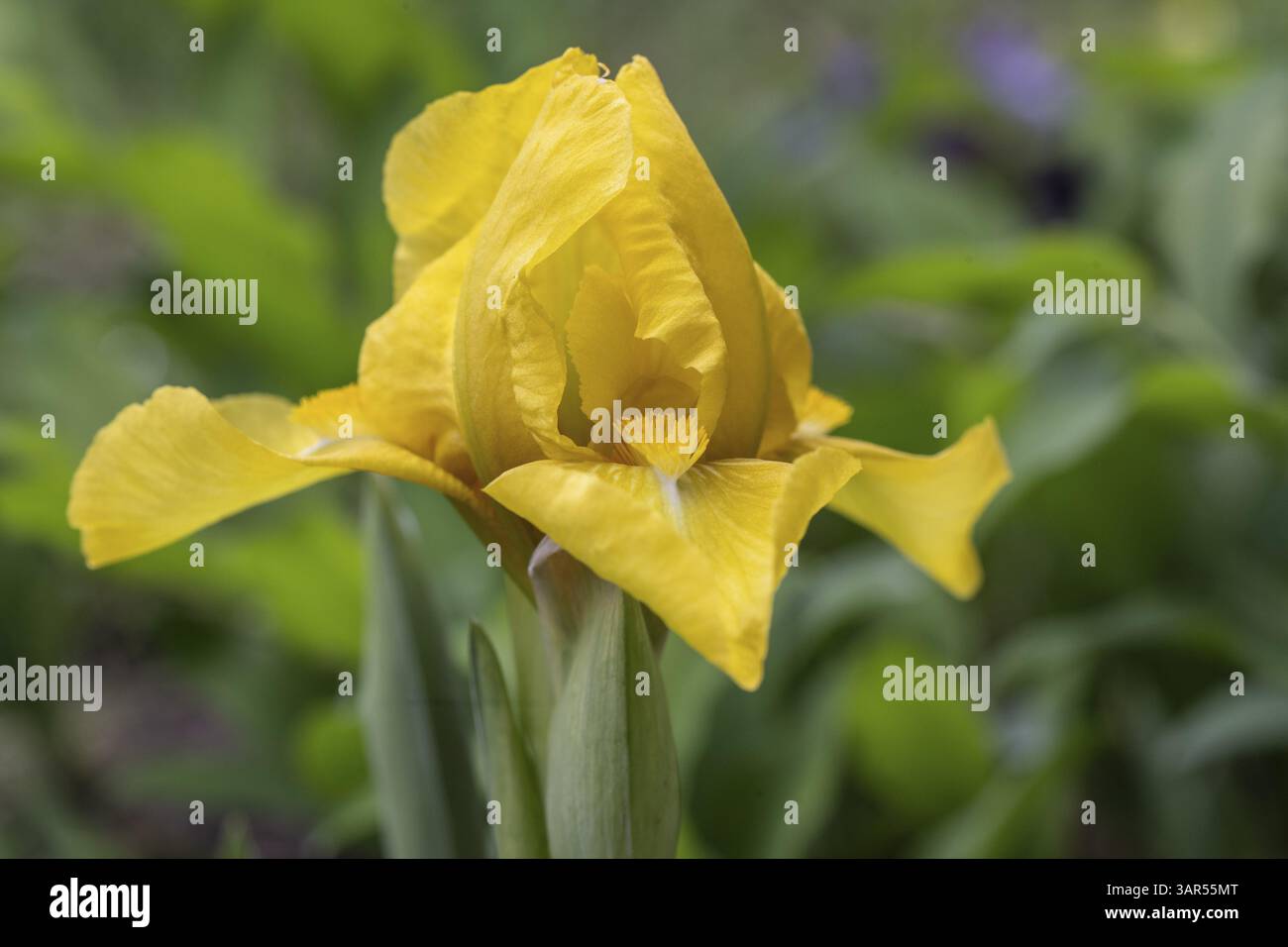 Iris nain (Iris barbata nana Golden Fair), Emsland, basse-Saxe, Allemagne, Europe Banque D'Images