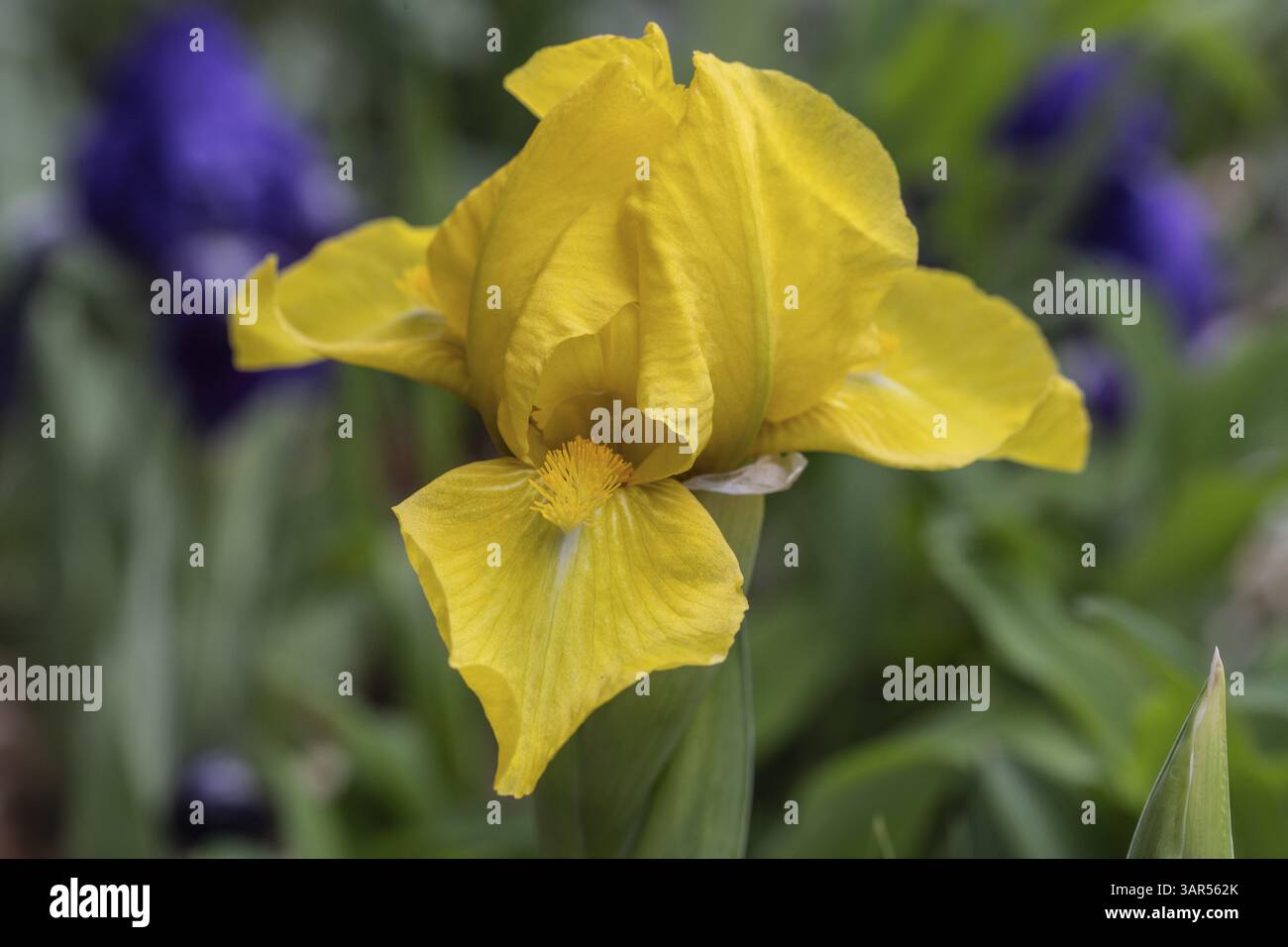 Iris nain (Iris barbata nana Golden Fair), Emsland, basse-Saxe, Allemagne, Europe Banque D'Images